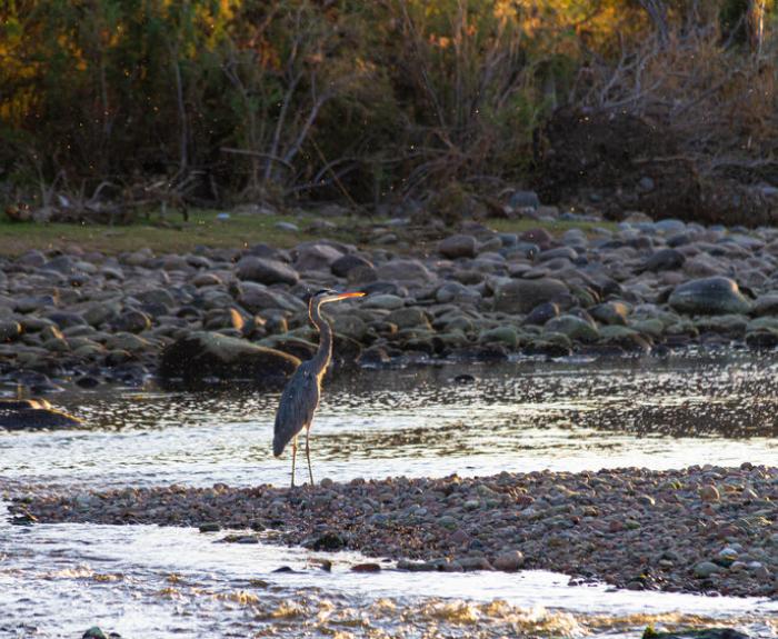 A great blue haring standing in the shallow waters of the Salt River in Tonto National Forest in Arizona.